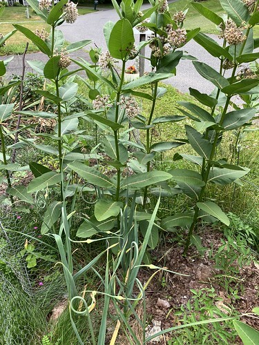 crop of milkweed, garlic