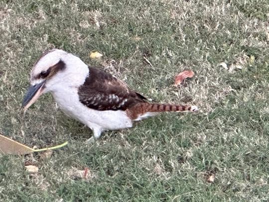 Kookaburra