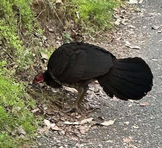 Bush turkey