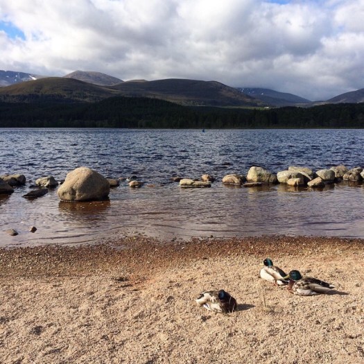Ducks by Loch Morlich