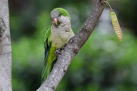 Parc de la Ciutadella parakeet