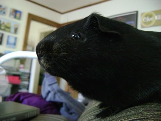 Rachel E Smith guinea pig Salem