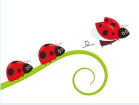 ladybugs