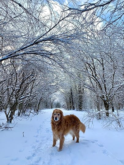 Sweet Jenny, the Golden Retriever