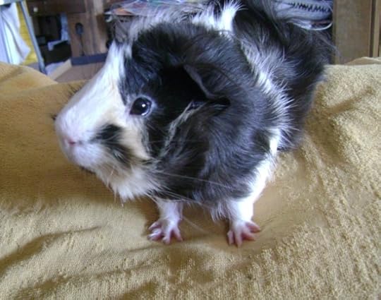 Rachel E Smith guinea pig Finny