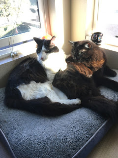 a big fluffy black cat and a young, leggy black and white cat share a cushion like a pair of nested feline commas.