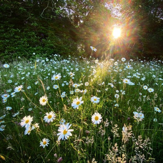 looking at the daisies with my strained eyes