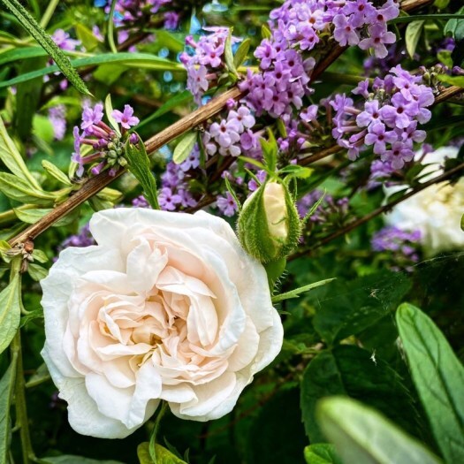 looking at roses with strained eyes