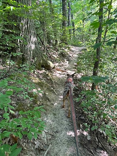 Sunny on the trail at Hathaway Preserve
