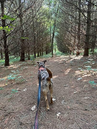 Sunny checking out the dying evergreen trees at Hathaway Preserve