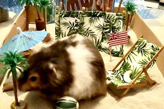 Spud on a makeshift beach