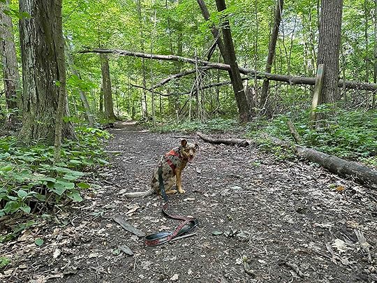 Fogwell Forest in Fort Wayne Indiana