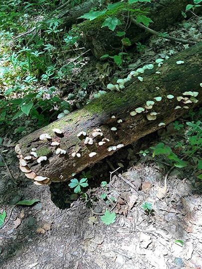 Edna W. Spurgeon Woodland Reserve