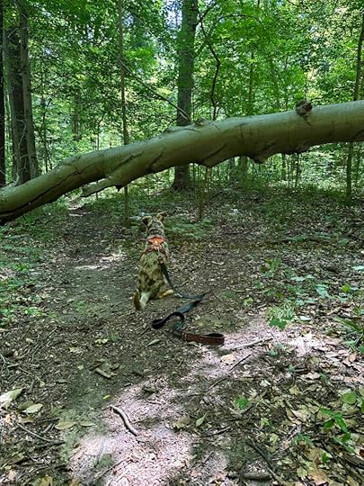 Edna W. Spurgeon Woodland Reserve