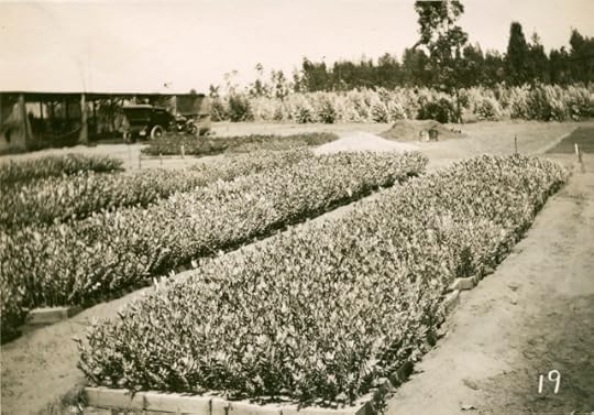 A black and white image of several rows of thickly-planted vegetation