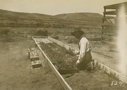 A man looks at a camera as he plants saplings.