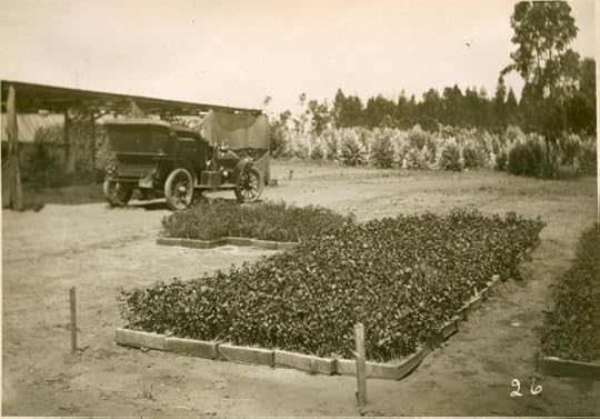Thickly-planted vegetation in a garden bed in front of a c.1910s vehicle.