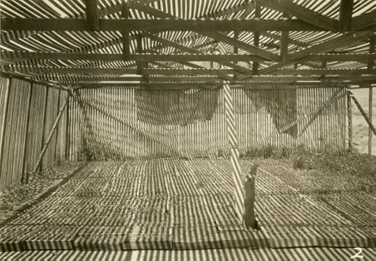 A black and white image of a shaded area with garden beds.
