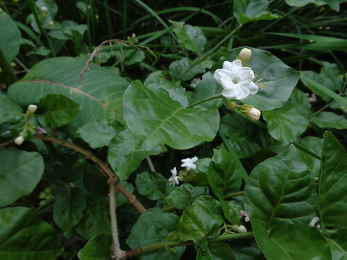 jasmine