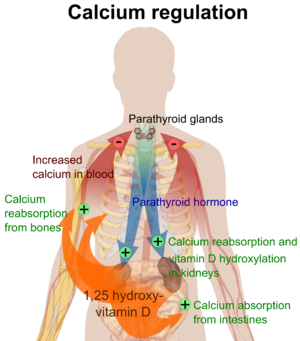 How Does Secondary Hyperparathyroidism (shpt) Affect My Kidney Disease Diet?