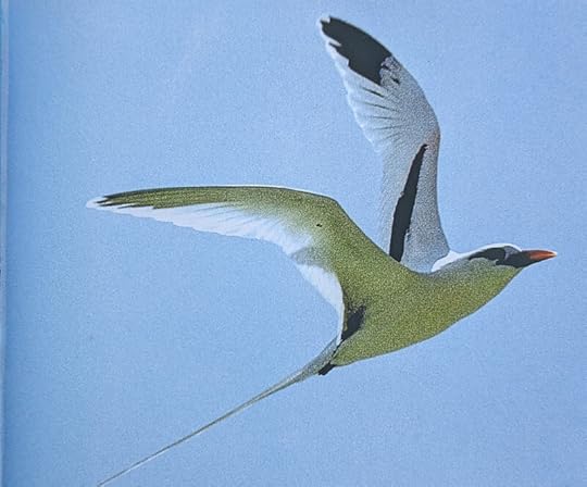 BIRDS! Long-tailed tropicbird