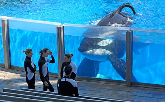 Tilikum-at-Seaworld-Orlando