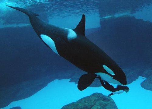 Corky-and-her-trainer-at-Seaworld-San-Diego
