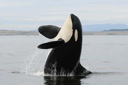 Lolita-s-mom-L25-Ocean-Sun