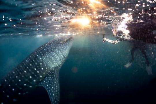 Swimming with Whale Sharks in Indonesia: a Photo Story
