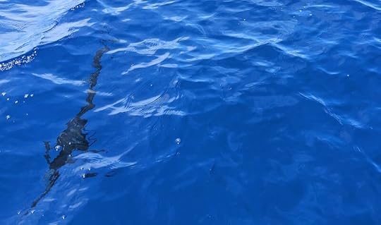 Sailfish!