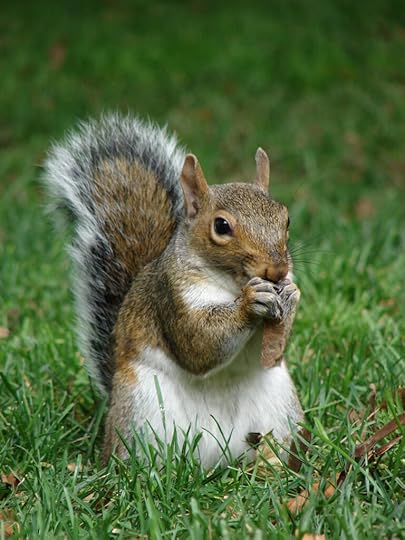 are squirrels cute
