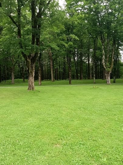 green lawn with damp grove of trees in the background, with textured bark