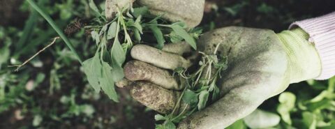 A close up photo of a gardener holding a handful of weeds to illustrate the blog post 