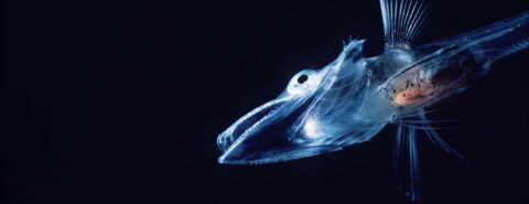 Photo of an icefish to illustrate the blog post 