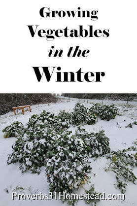 Growing Vegetables in Winter