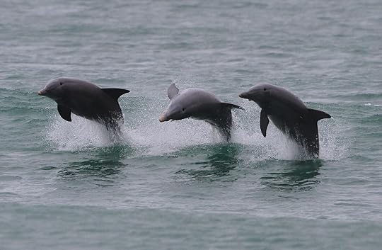 dolphins on north carolina's crystal coast