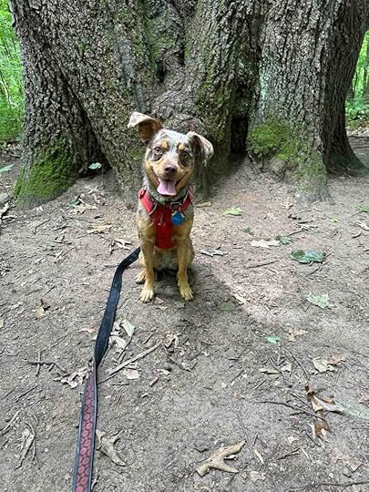 Sunny at Bicentennial Woods for celebration day