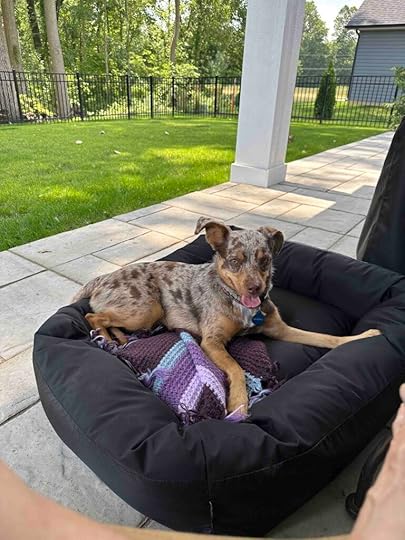 Sunny lounging in backyard on celebration day