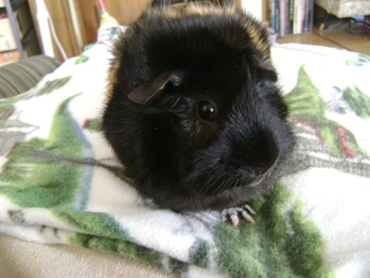 Rachel E Smith guinea pig Hen Wen