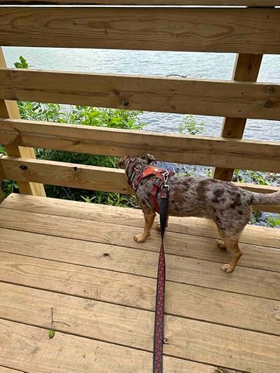 Sunny trying to figure out how to get down to the water