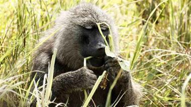 zoopharmacognosy