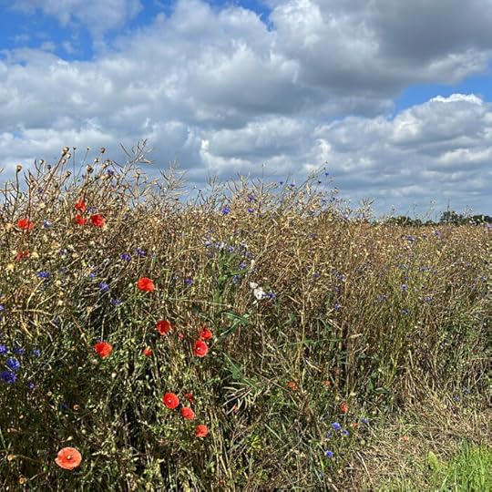 Ein Feldrand mit Mohn- und Kornblumen