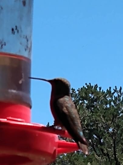 Female Rufus Hummingbird perched on feeder