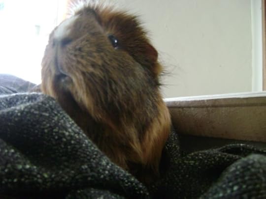 Rachel E Smith guinea pig Peregrine