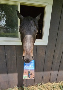 Horse nibbling on national parks guide