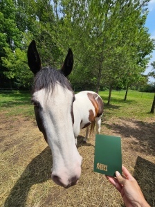 horse who would definitely give the book a 5 star review on amazon if he could type