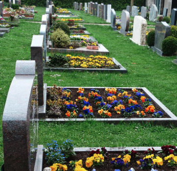 pansies on graves