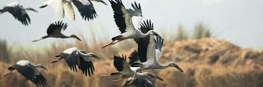 Recensione di Tornare a te di Léonor de Récondo