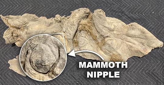 Mammoth Nipple