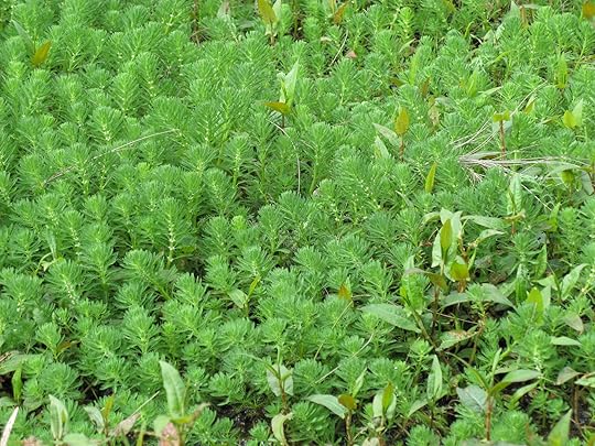 The Future Of Invasive Species Mitigation